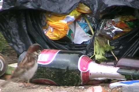 Sparrows eating waste Stock Footage 632061
