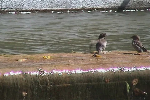 Sparrows enjoying a bath Stock Footage 121102