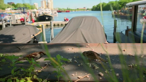 Sparrows enjoying bread crumbles Video stock 155015026