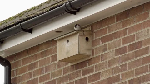 Sparrows entering bird box 4K stock footage Vídeo Stock 83104602