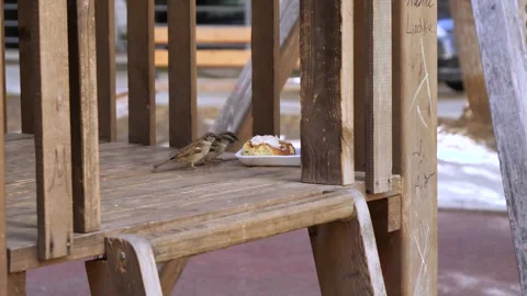 Sparrows feasting on cake in a park Stock-Footage 271152679
