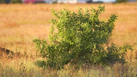 Sparrows feed in field and from time to time perch Stock Footage 342112663