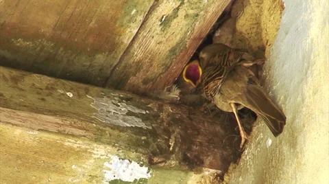 The sparrows feed their chicks 動画素材 36235878
