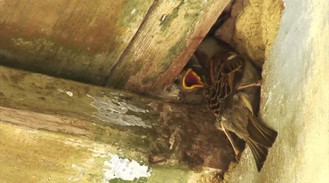 The sparrows feed their chicks 動画素材 36236016