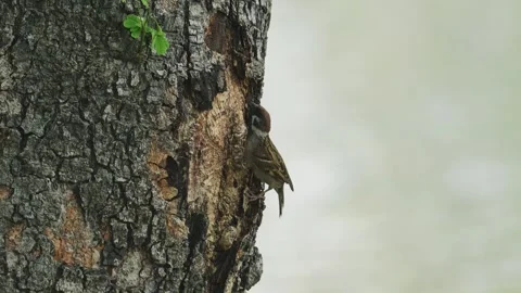 Sparrows feed on worms found in the bark of trees along the riverbank. Видео 332116320