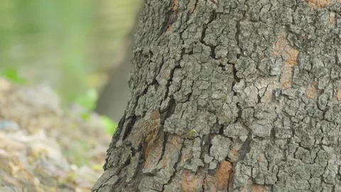 Sparrows feed on worms found inside tree bark. Slow motion video Video stock 332116292