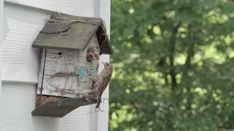 Sparrows Feeding in 4K Stock Footage 227658622