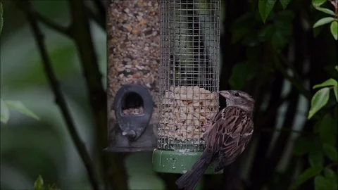 Sparrows feeding. Stock Footage 130128539