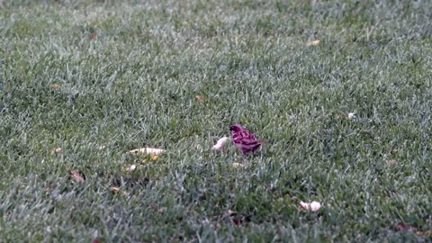 Sparrows feeding on green grass Stock Footage 156320047