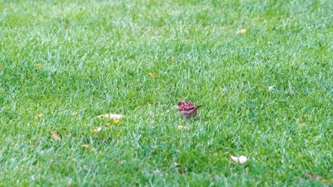Sparrows feeding on green grass Stock-Footage 156320054