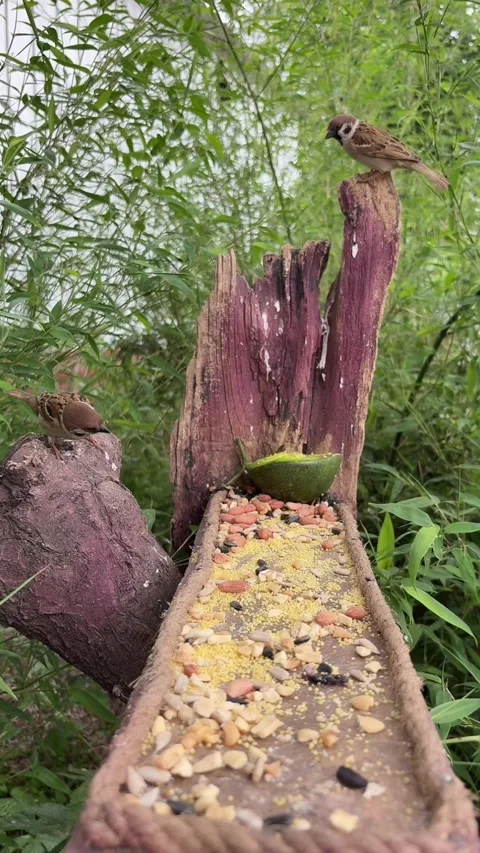 Sparrows Feeding at a Rustic Bird Feeder in a Lush Chinese Garden Stock Footage 337344853