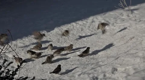 Sparrows feeding in the snow Vidéo 1217180