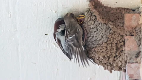 Sparrows Feeding Their Chicks In Common House Martins Mud Nest - Time Lapse Vídeo Stock 146295162