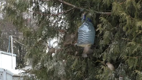 Sparrows fight at the feeding trough. Stock Footage 129579723