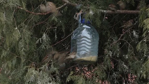 Sparrows fight at the feeding trough. Stock Footage 129579826