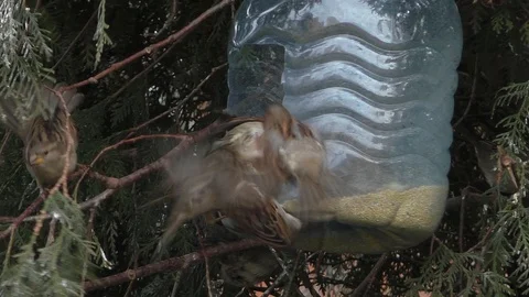 Sparrows fight at the feeding trough. Stock Footage 129579863