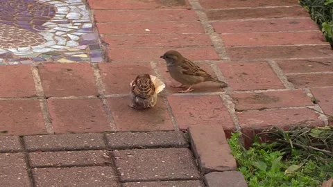 Sparrows fight over muffin wrapper on brick patio Stock Footage 156258790