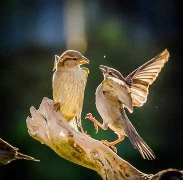 Sparrows fighting Stock Photos