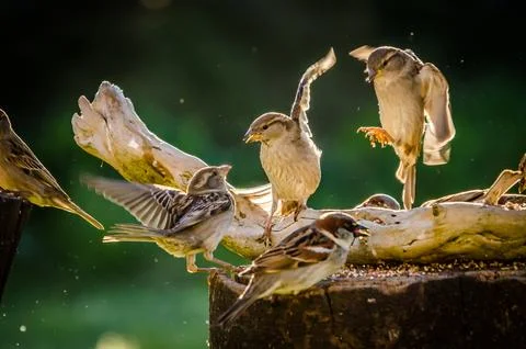 Sparrows fighting Stock Photos