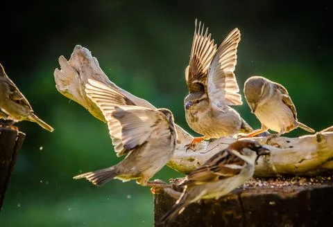 Sparrows fighting Foto stock
