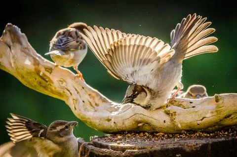 Sparrows fighting Stock Photos