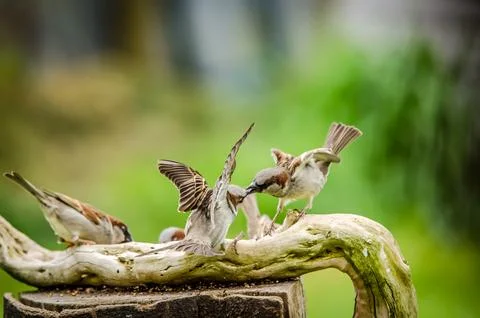Sparrows fighting Stock Photos