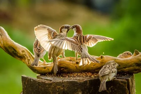 Sparrows fighting Stock Photos