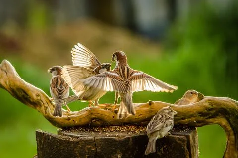 Sparrows fighting Stock Photos