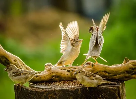 Sparrows fighting Stock Photos