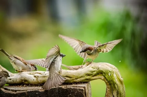 Sparrows fighting Stock Photos