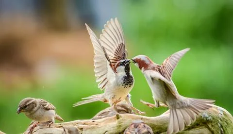 Sparrows fighting Stock Photos