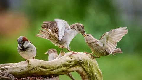 Sparrows fighting Stock Photos