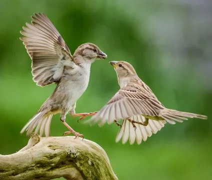 Sparrows fighting Foto stock
