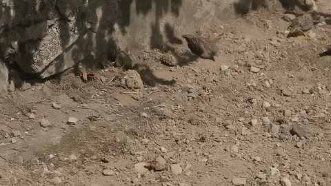 Sparrows Fighting while having a dust bath Stock Footage 86470070