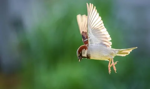 Sparrows in flight Foto stock