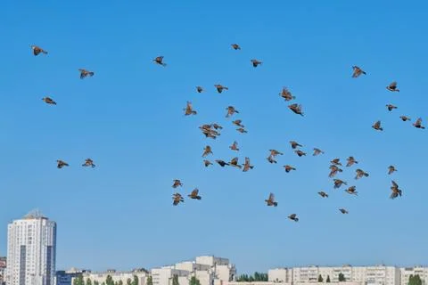 Sparrows flock flies in blue sky Stock Photos