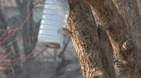 Sparrows fly about a feeding trough Stock Footage 48190760