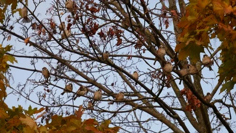 Sparrows fly away from the autumn tree. Video stock 142088847