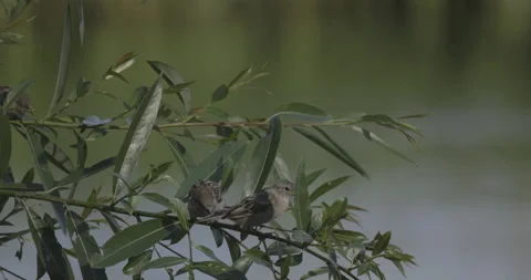 Sparrows fly away from the tree, 4K slomo Stock Footage 222021135