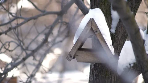 Sparrows fly to the bird feeder in winter Stock Footage 87600830