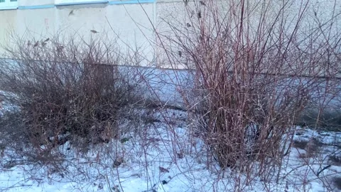 Sparrows fly to the branches of bushes, sparrows fly from branch to branch Stock Footage 308804193