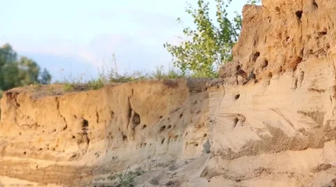 Sparrows fly out of dirt burrows Stock Footage 65050200