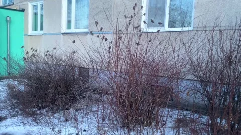 Sparrows fly over the bushes, sparrows chirp and sit on the branches of the.. Stock Footage 308804198