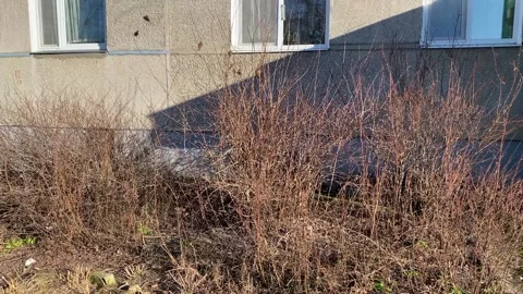 Sparrows fly through the bushes on a sunny day, birds woke up in the spring.. Stock Footage 309134207