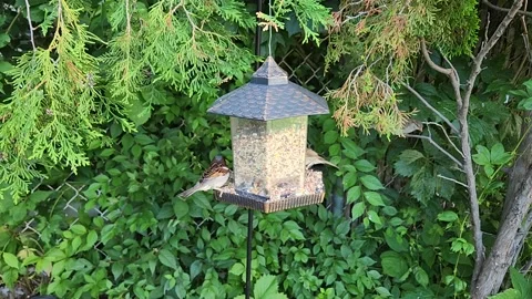 Sparrows flying off the bird feeder Stock Footage 205077355