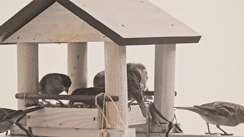 Sparrows flying to a small feeder and eating the grain thrown out for them Video stock 293242733
