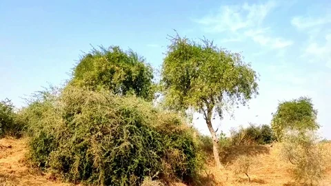 Sparrows flying tree to tree with blue sky slow motion video Stock Footage 123096264