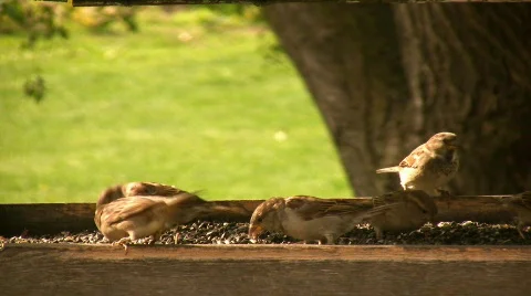 Sparrows Stock Footage 88832