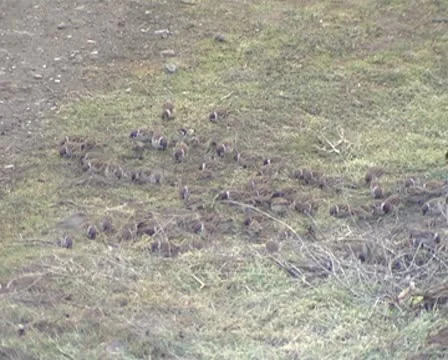 Sparrows Stock Footage 8956763