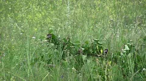 Sparrows Stock Footage 11270530